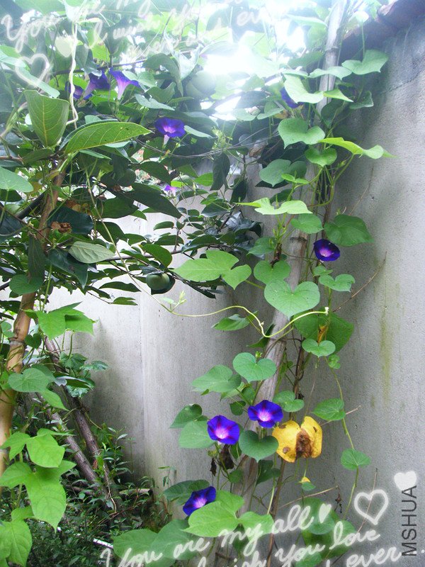 DSCF7260_����.jpg