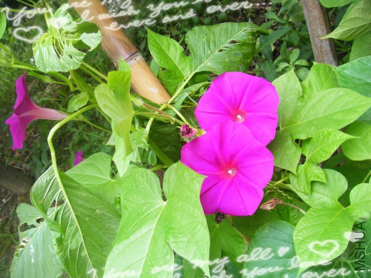 DSCF7259_����.jpg