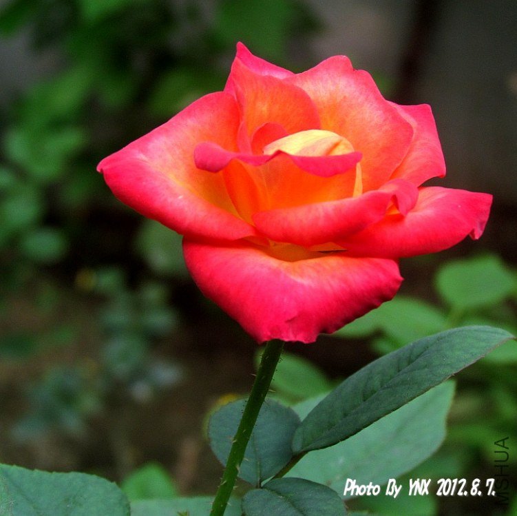 2012.8.7. 004_conew1.jpg