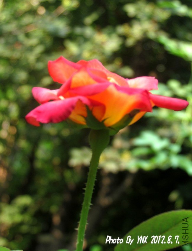 2012.8.7. 005_conew1.jpg