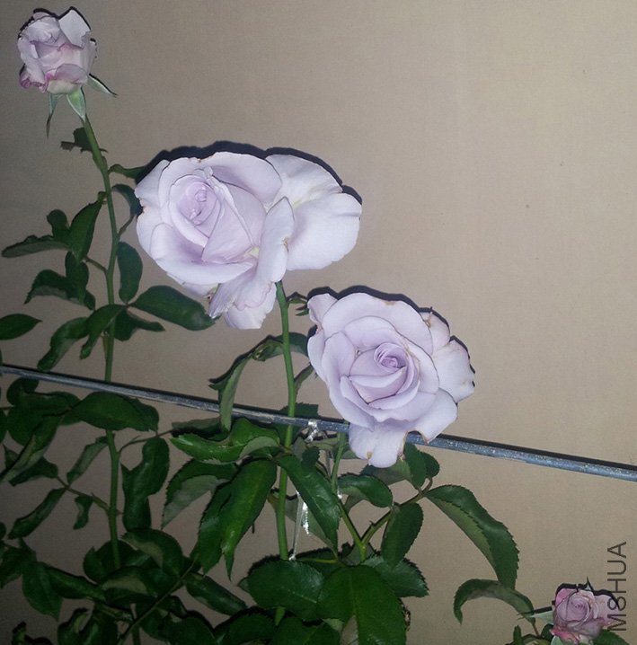 IMG_20120808_233120.jpg