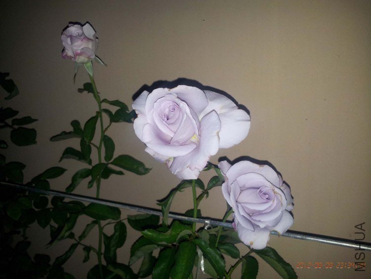 IMG_20120808_233440.jpg