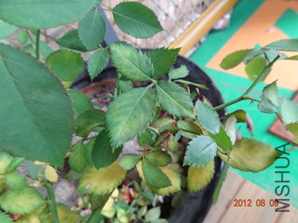 DSC02225.jpg