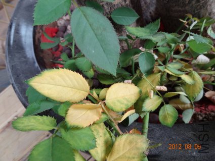 DSC02226.jpg