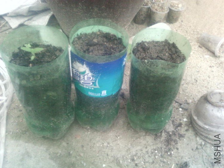 �����������������С�ģ�ѩ��ƿ��