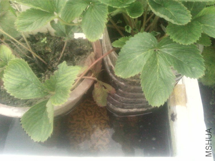 ���ǰ�ˮ��