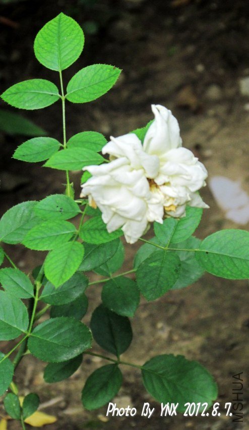 2012.8.7. 008_conew1.jpg