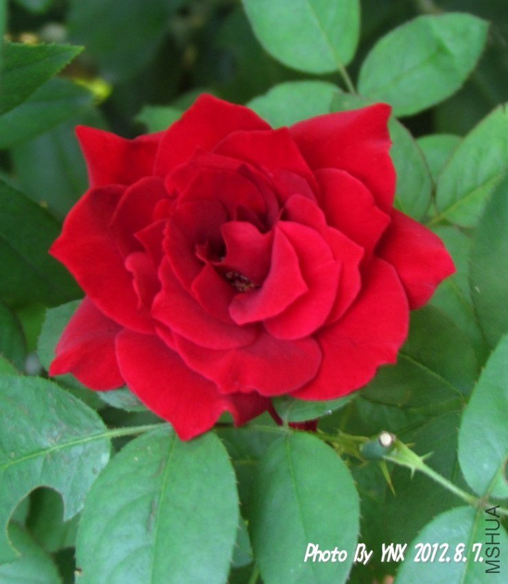 2012.8.7. 015_conew1.jpg