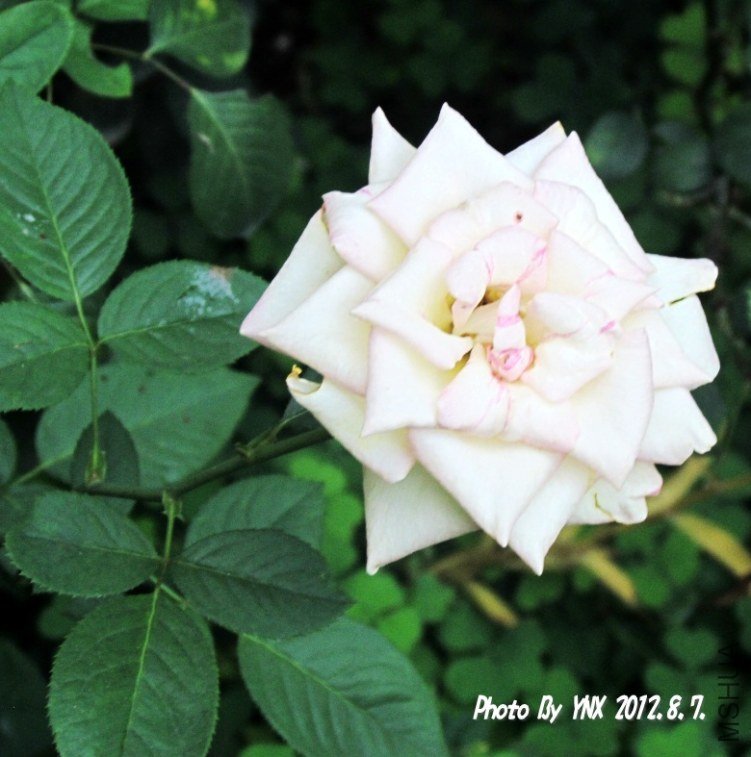 2012.8.7. 020_conew1.jpg