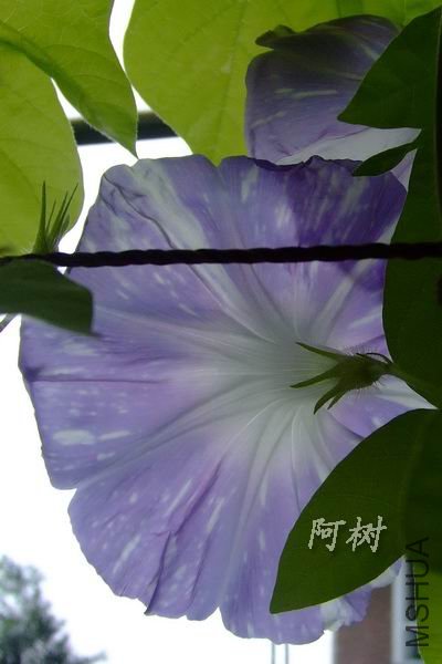 ������ 2012-0717(021).jpg