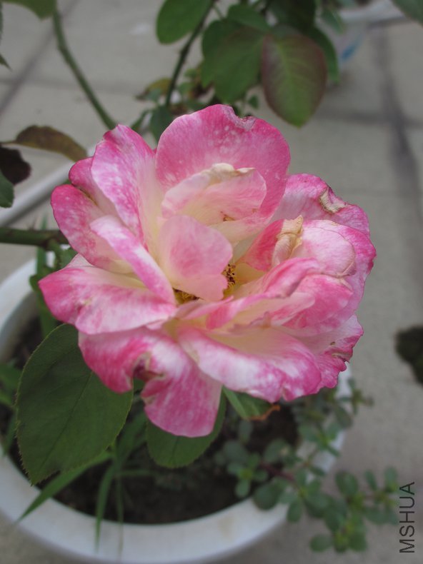 ��Ƭ 045.jpg