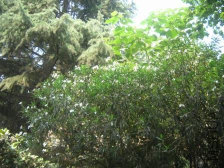 DSCN6085.JPG