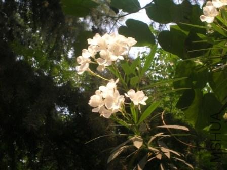 DSCN6087.JPG