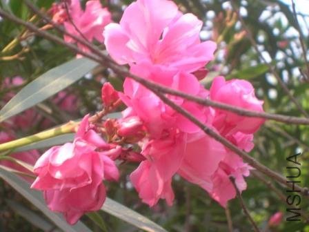 DSCN6080.JPG