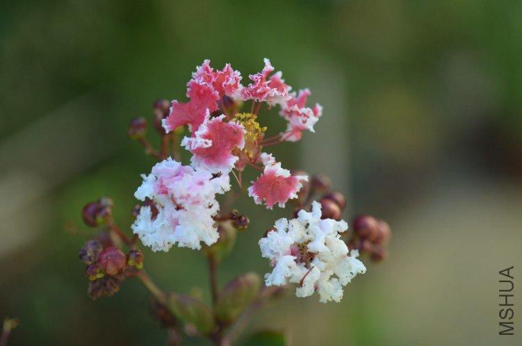��ʿ����ޱ20120729 003.JPG