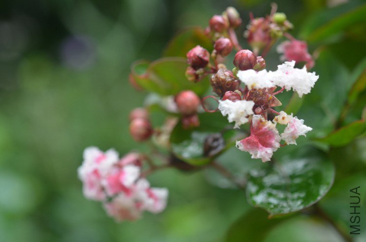 ��ʿ����ޱ20120714 001.JPG