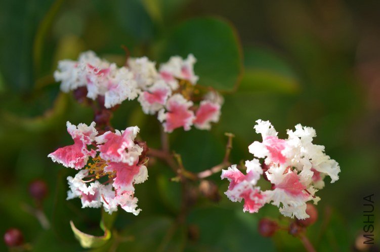 ��ʿ����ޱ20120729 001.JPG