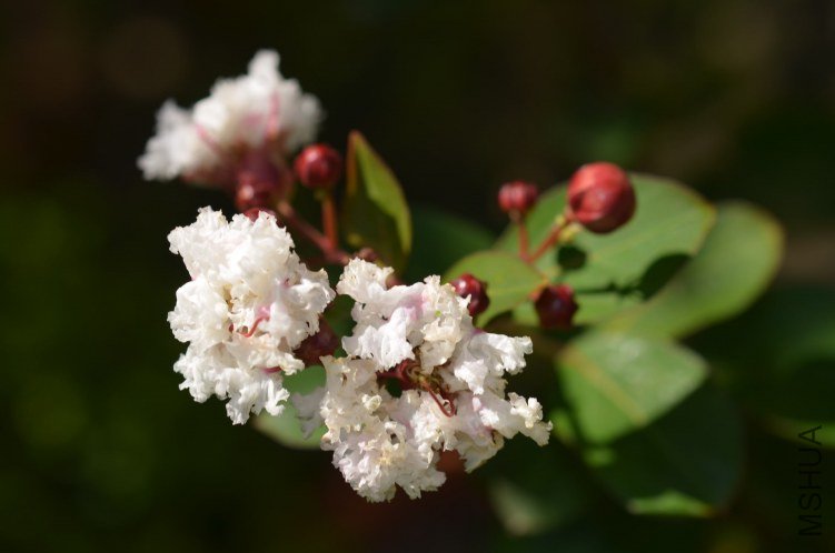��ʿ����ޱ20120729 002.JPG