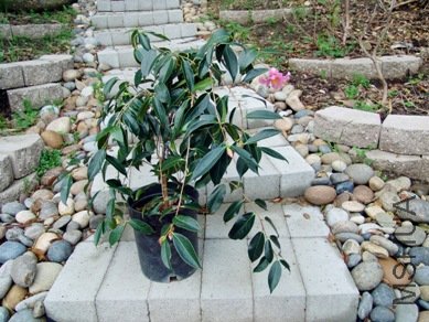 C lapidea plant-SS-MS.jpg