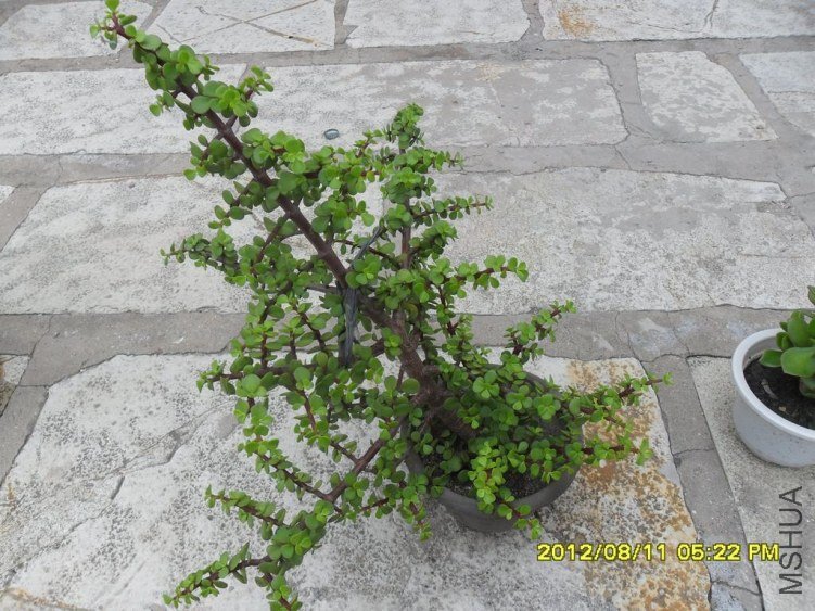 �����֪����ʲô���տ�ʼ����ʱ�����ѷ������ģ����ܻ����һ�弴��