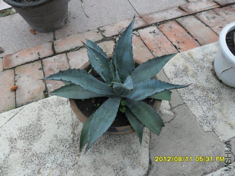 ������С«��Ҳ������