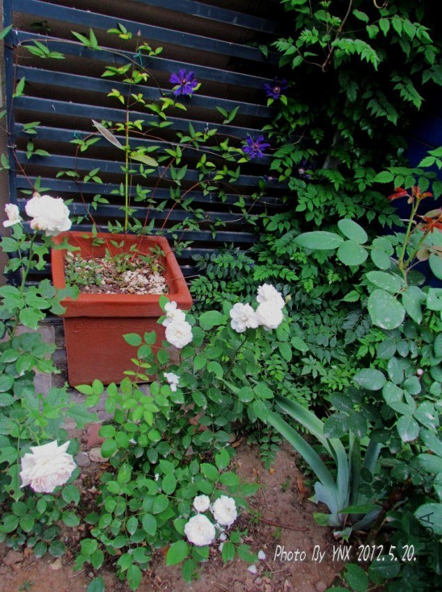 2012.5.20. 026_conew1.jpg