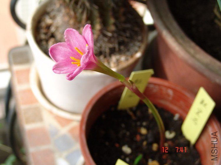 DSC07606_��С��С.JPG