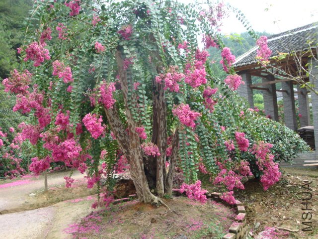 DSC04227.JPG