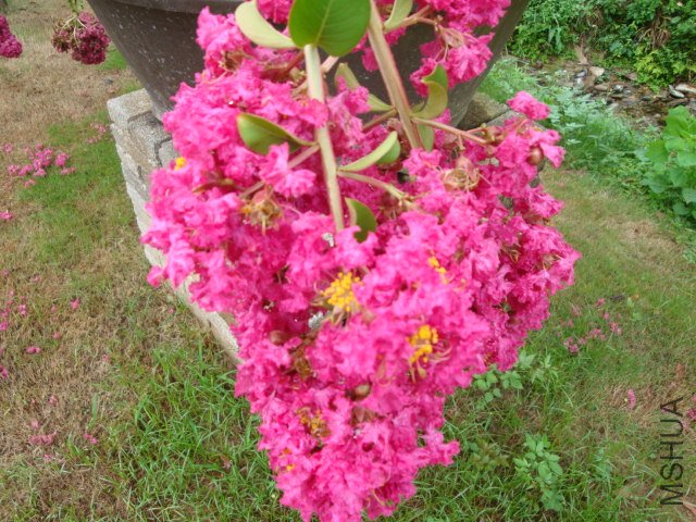 DSC04201.JPG