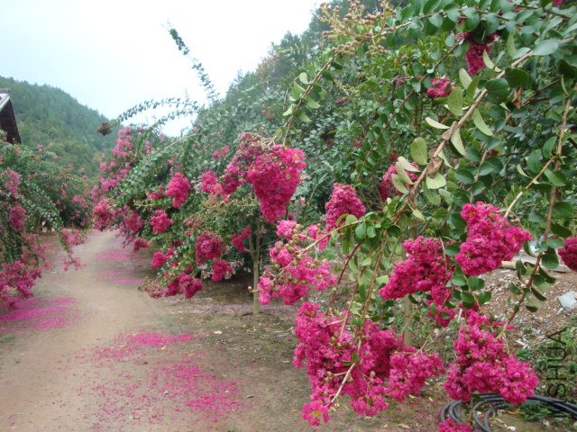 DSC04204.JPG