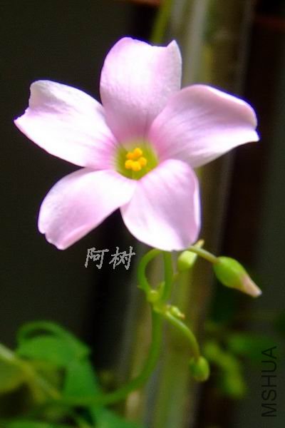 DSCF6137.jpg
