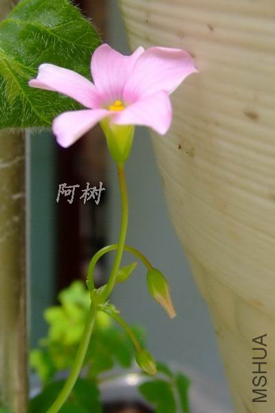 DSCF6098.jpg