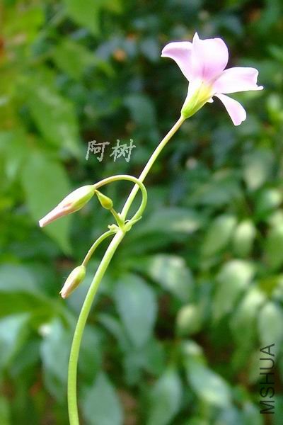 DSCF6120.jpg