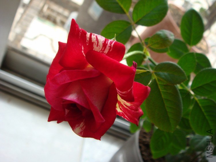 DSC00861.JPG