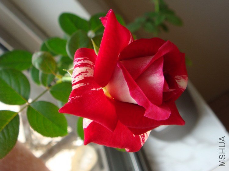 DSC00866.JPG