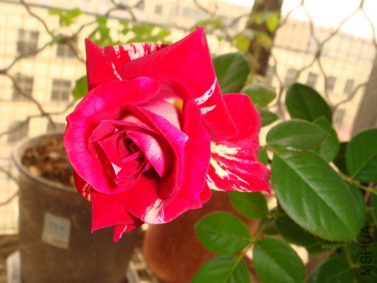 DSC00869.JPG