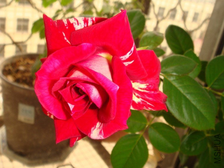 DSC00871.JPG