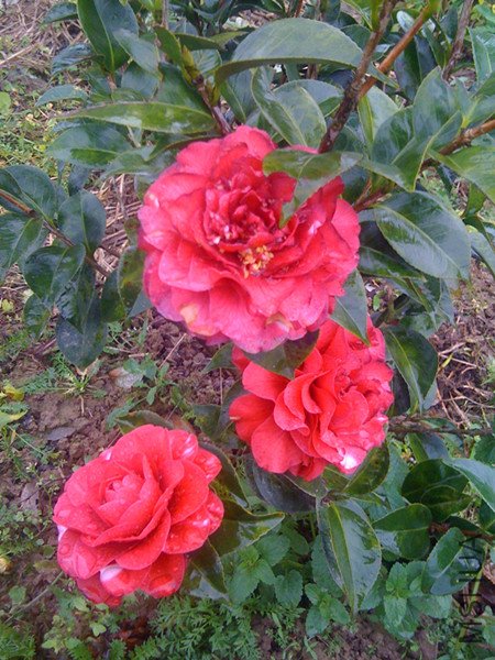 guihua 2_����.jpg