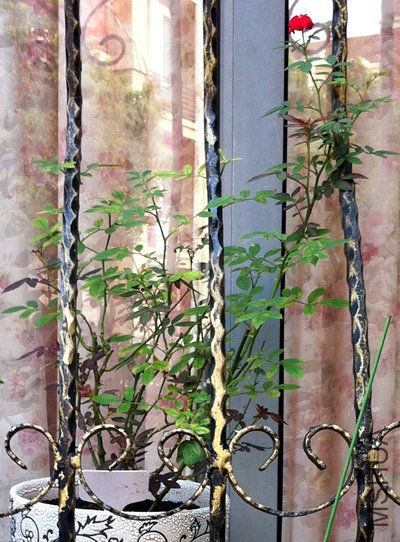 ����õ��(��ʯõ�� ����Ħ��)20120813.jpg