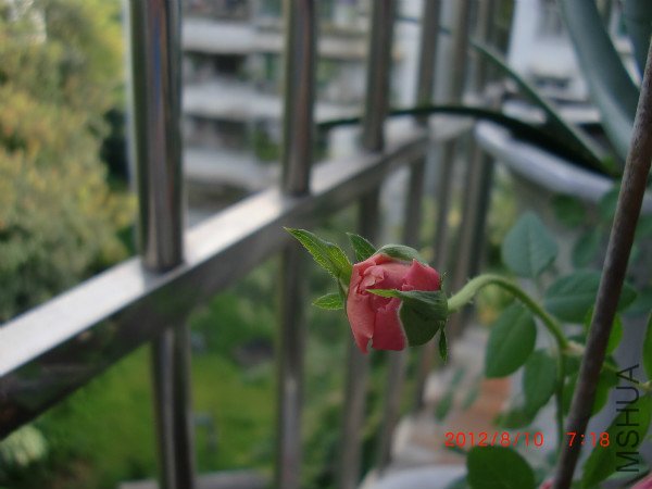 CIMG2433_meitu_1.jpg
