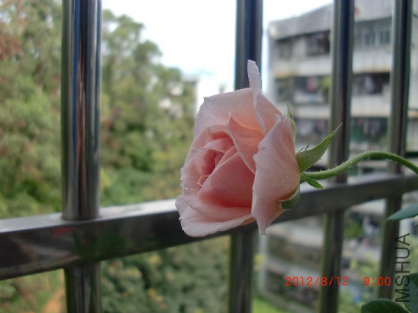 CIMG2440_meitu_8.jpg