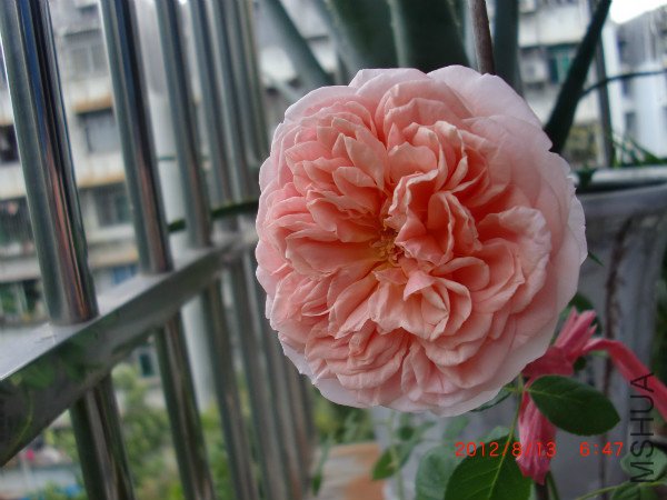 CIMG2441_meitu_9.jpg