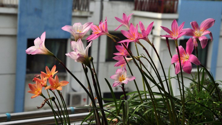 DSC_8219.jpg