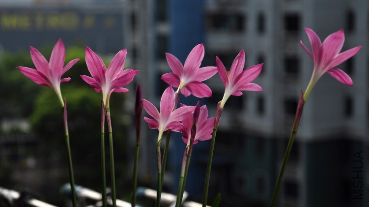 DSC_8214.jpg