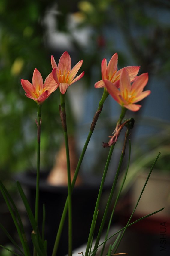 DSC_8209.jpg