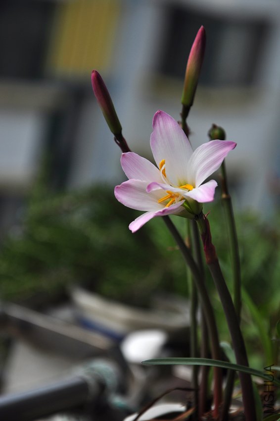 DSC_8202.jpg