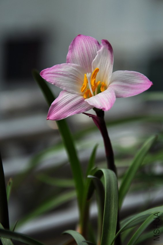 DSC_8218.jpg