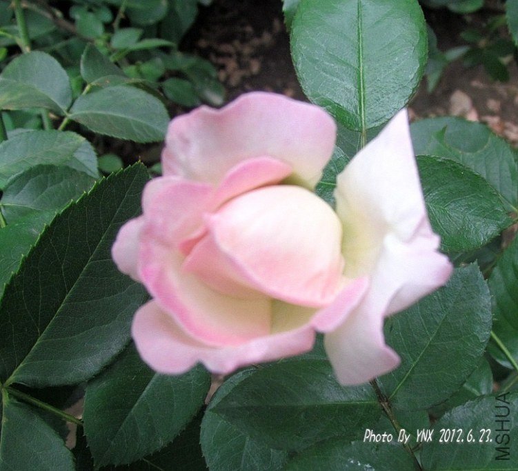 2012.6.23. 023_conew1.jpg