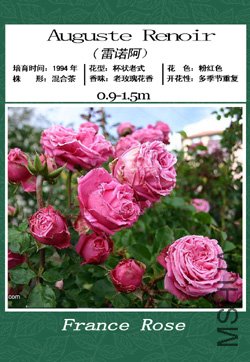 ��ŵ��.jpg