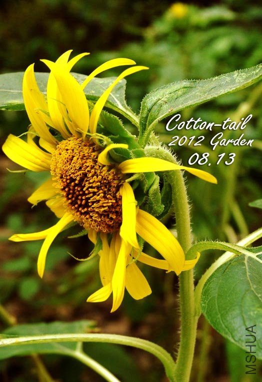 ���ĺ�����